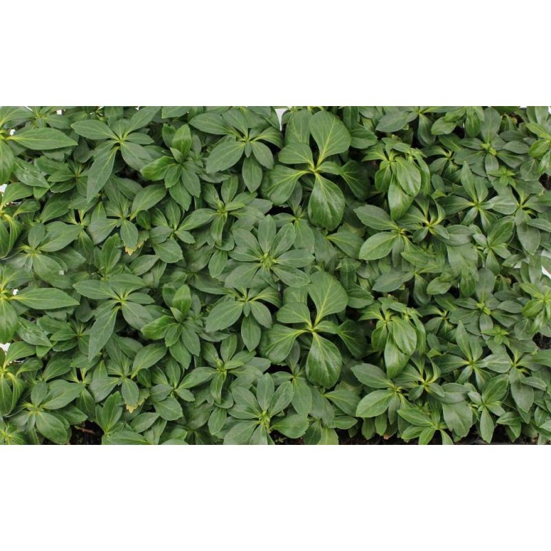 Pachysandra Green Carpet