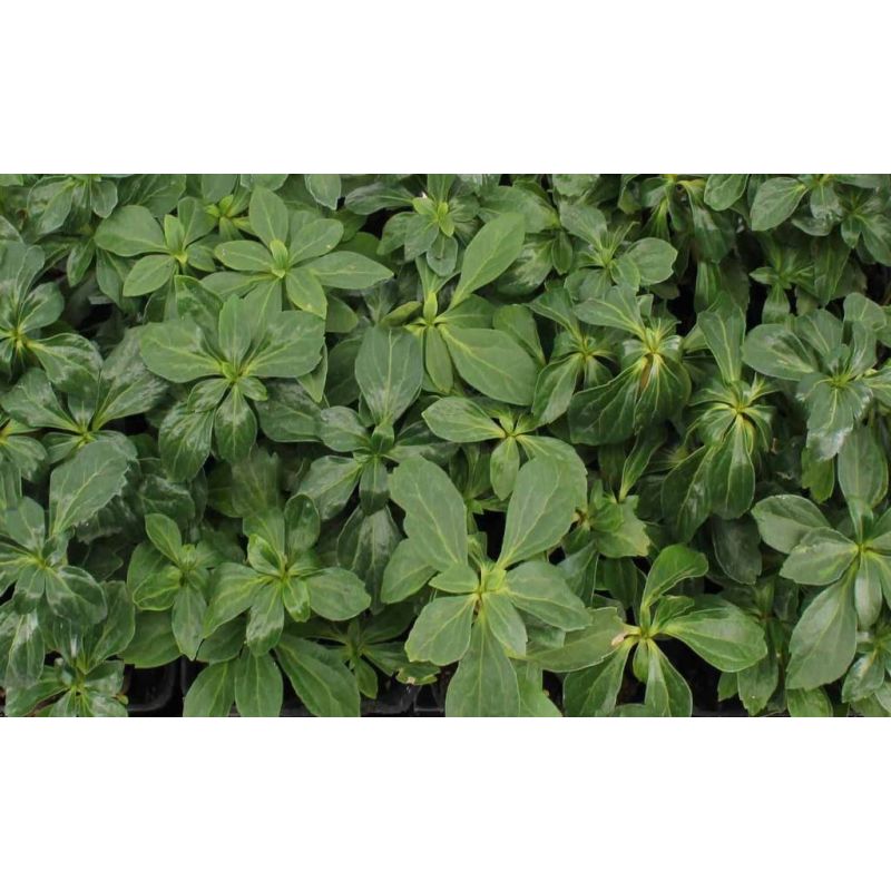 Pachysandra Green Sheen 