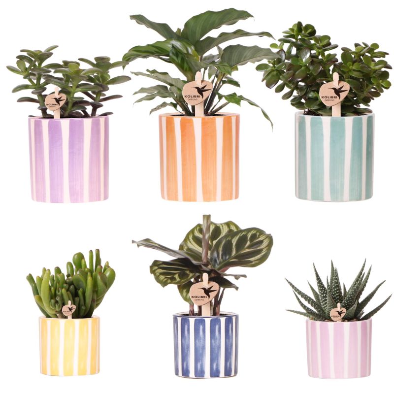 Plantenset Painted Stripe