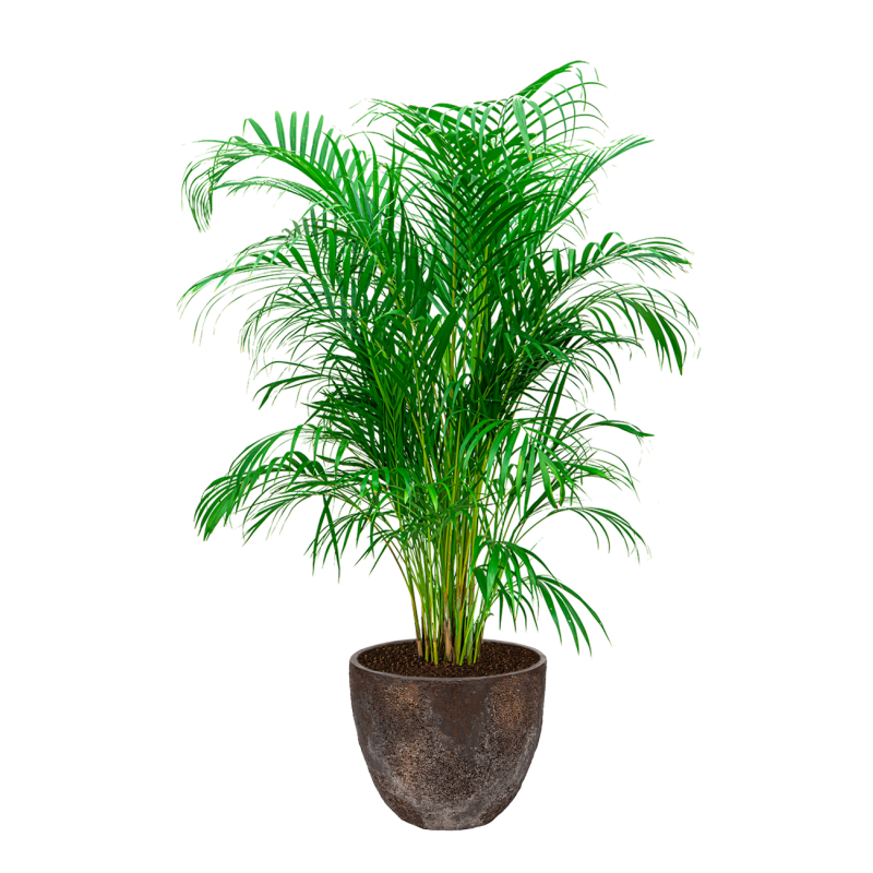 Areca Lutescens in Oyster Jesslyn bruin