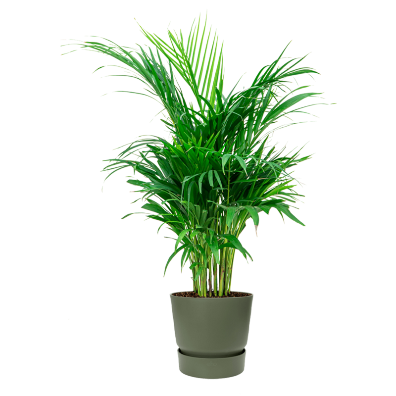 Groene planten in Elho Greenville groen