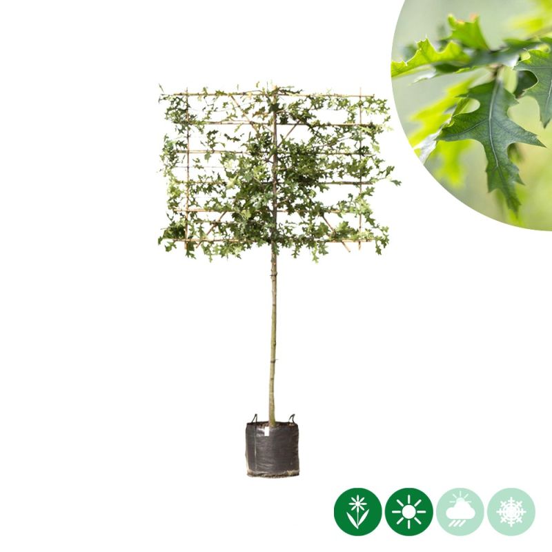 Quercus palustris - leiboom