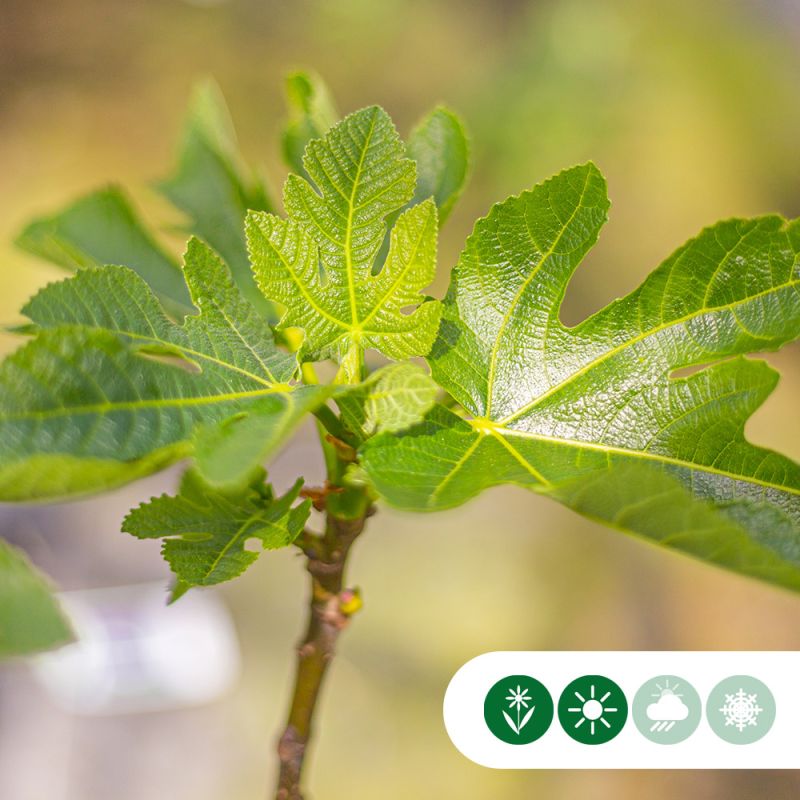 Ficus Panachee - meerstammig