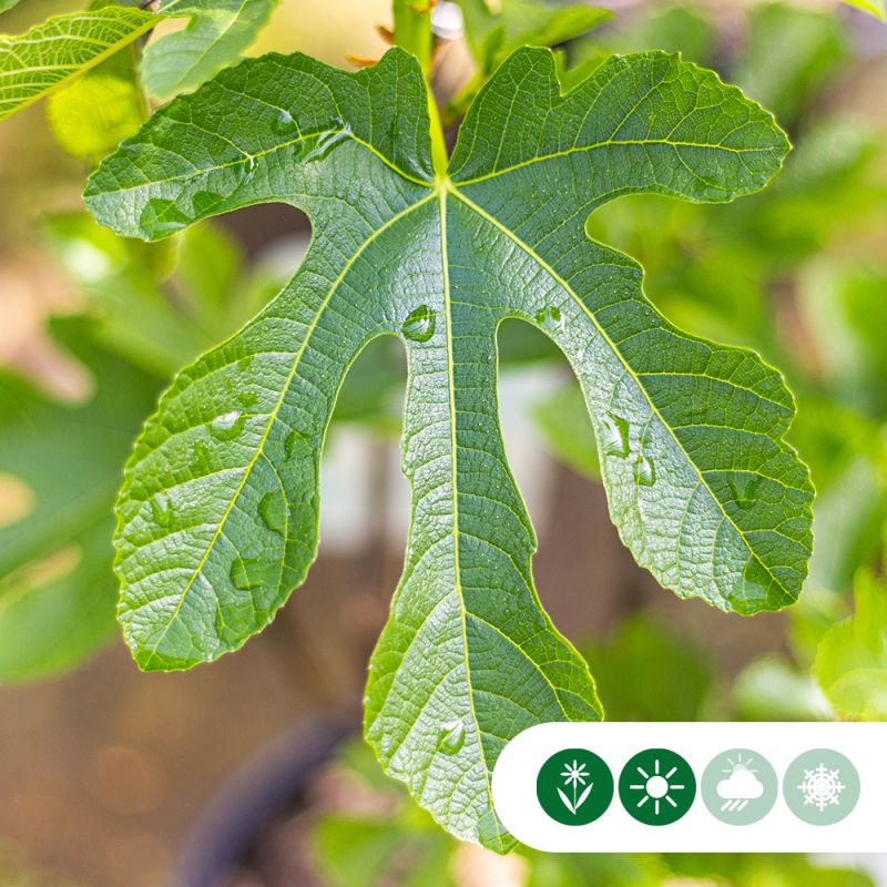 Ficus Panachee - meerstammig