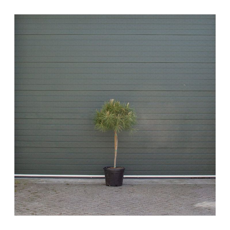 Pinus pinea