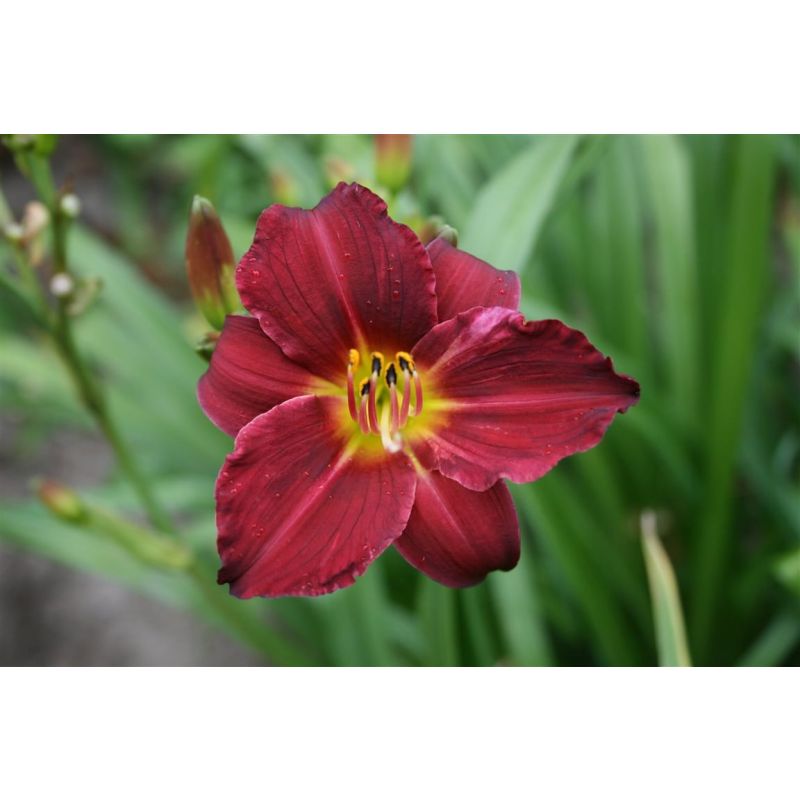 Hemerocallis Pardon Me 
