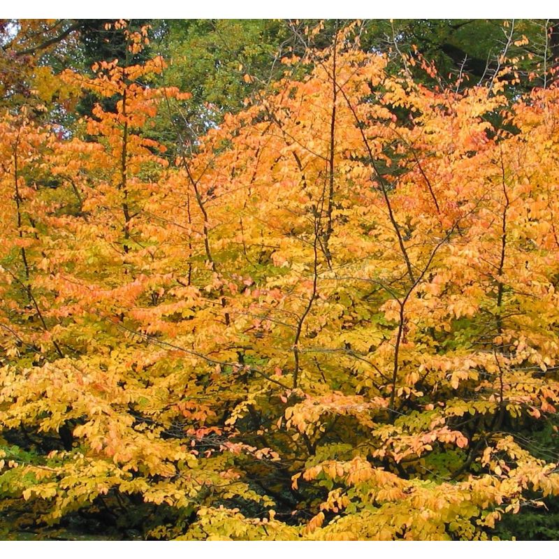 Parrotia persica - meerstammig