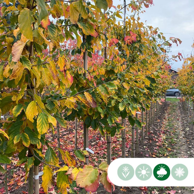 Parrotia persica - meerstammig