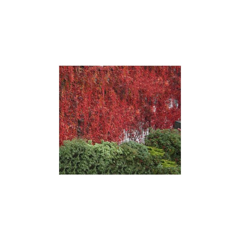 Parthenocissus engelmannii