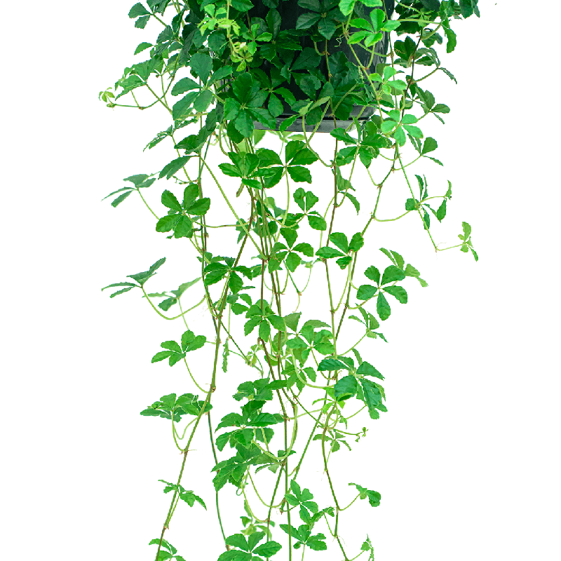 Parthenocissus striata 