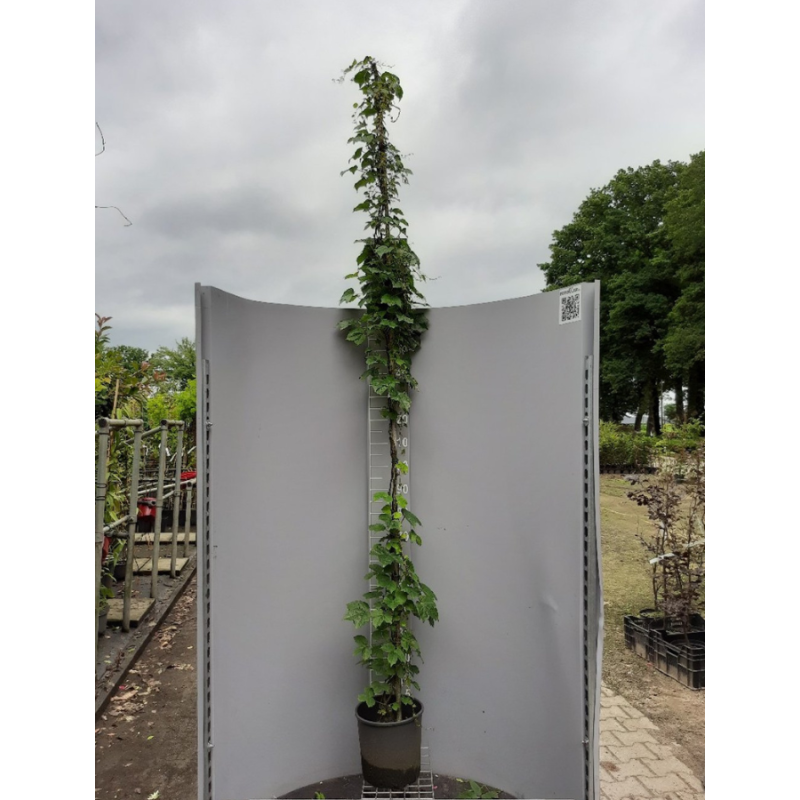 Parthenocissus Veitchii