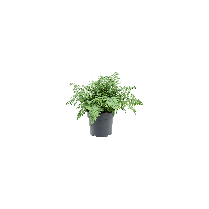 Asplenium parvati 