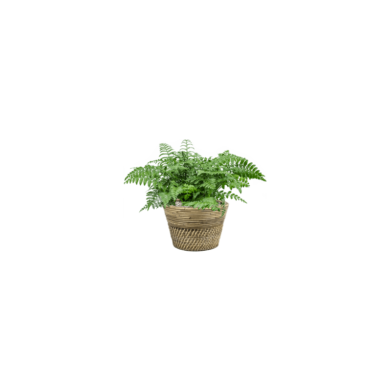 Asplenium parvati 