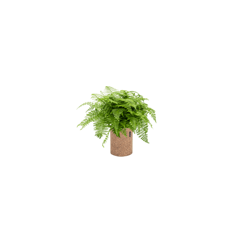 Asplenium parvati 
