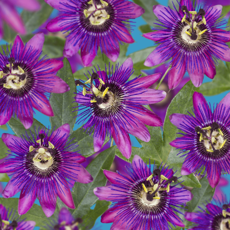Passiflora Beervelde