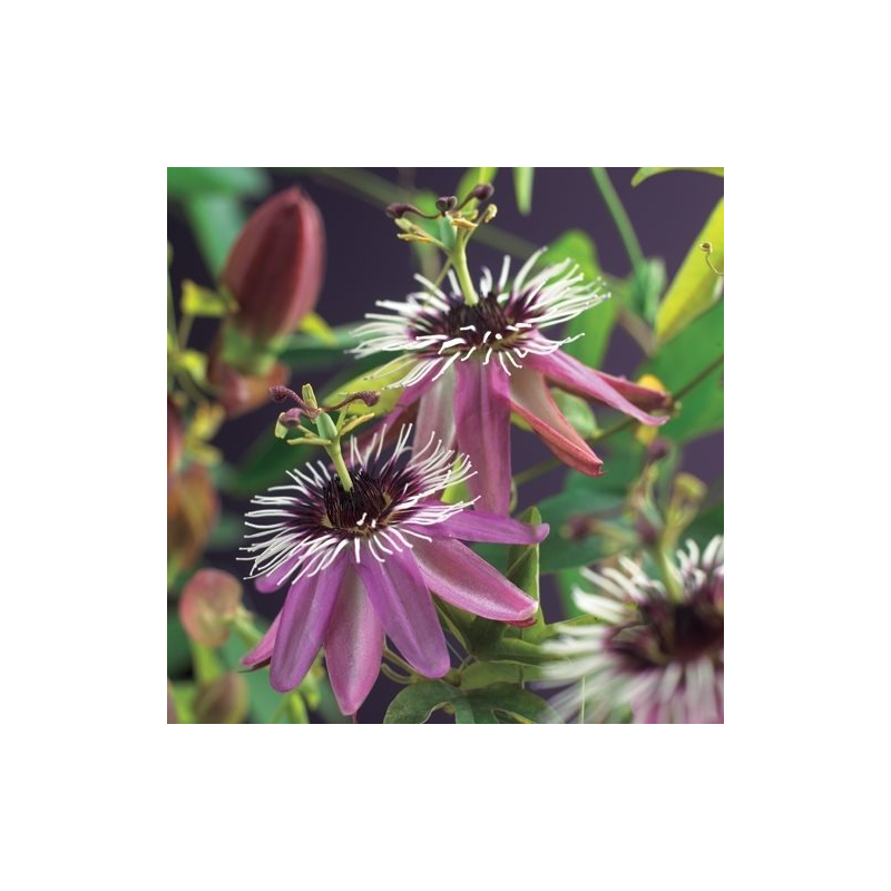 Passiflora Victoria