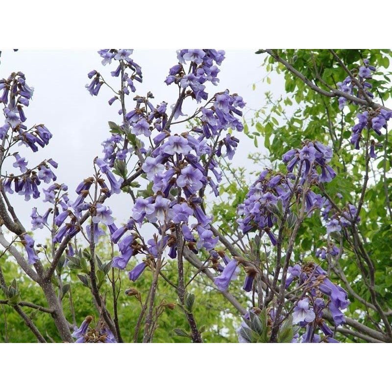 Paulownia tomentosa