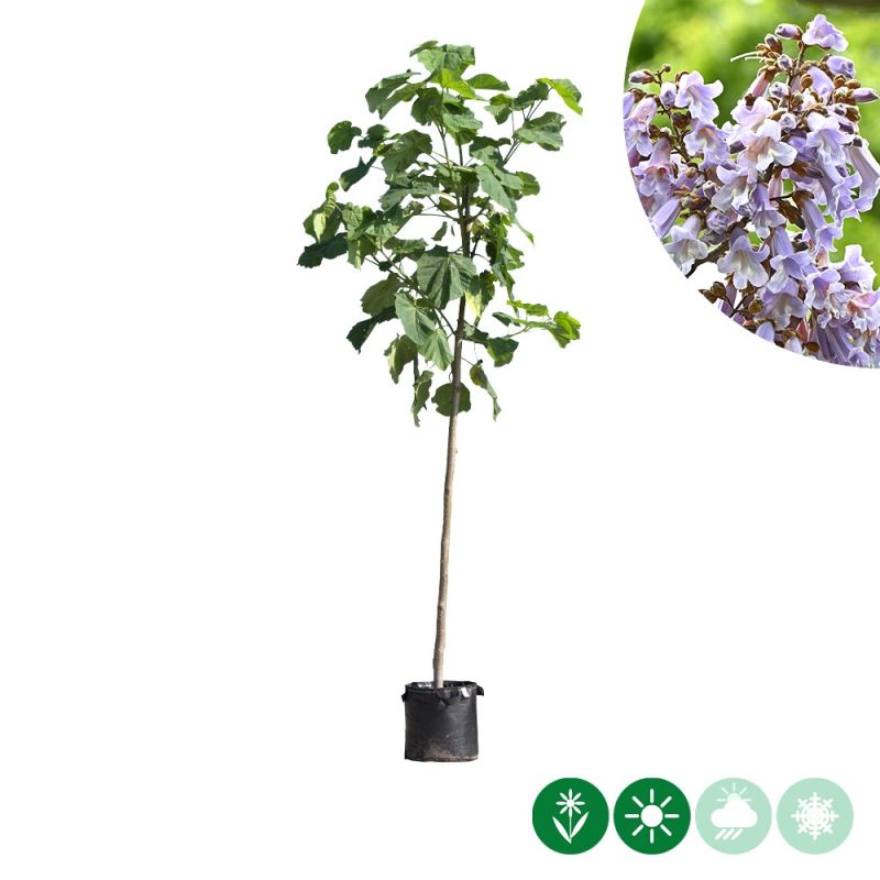 Paulownia tomentosa