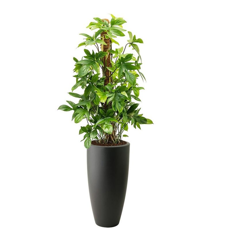 Philodendron Pedatum in Pure Soft hoog antraciet