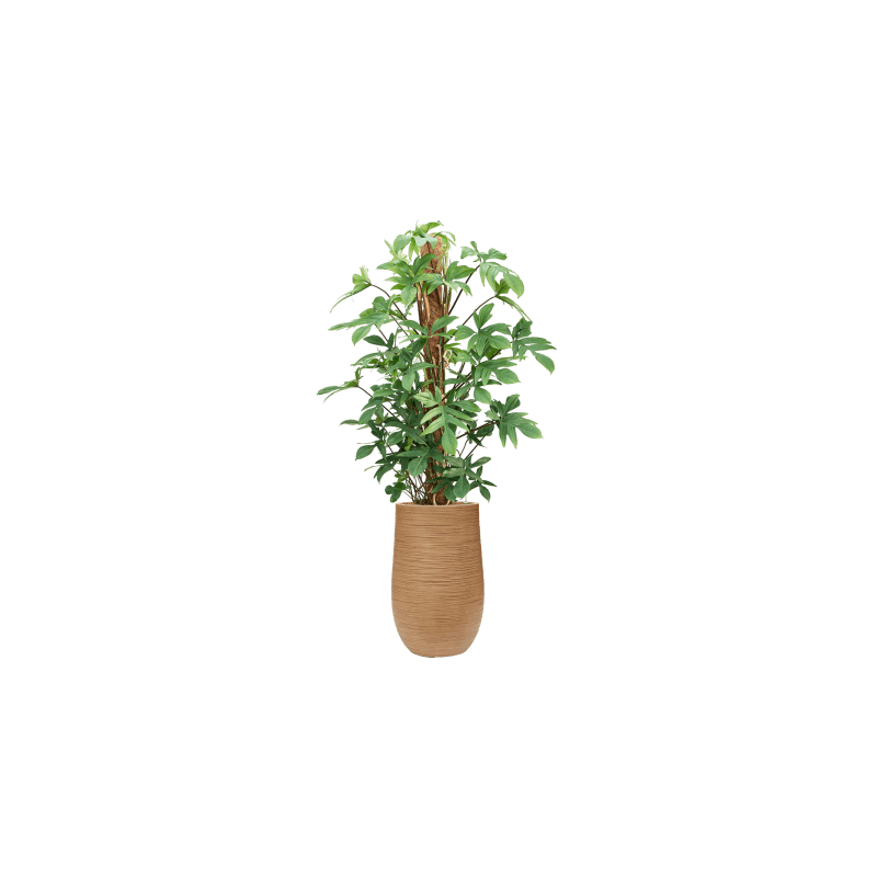 Philodendron pedatum