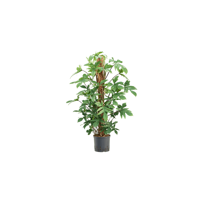 Philodendron pedatum