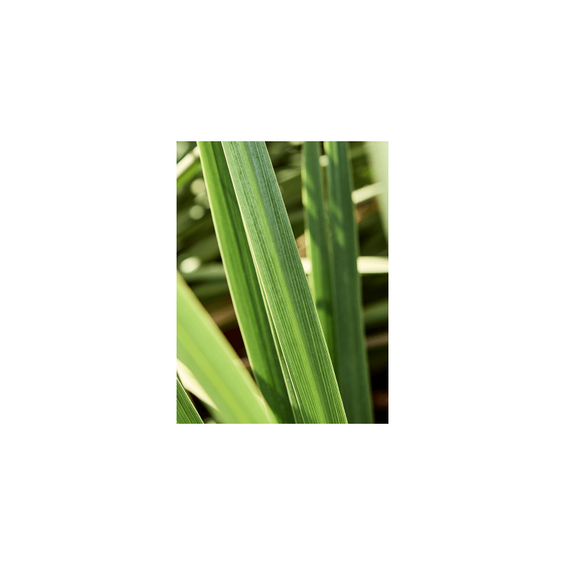 Cordyline Peko