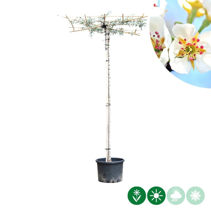 Pyrus Pendula - dakboom