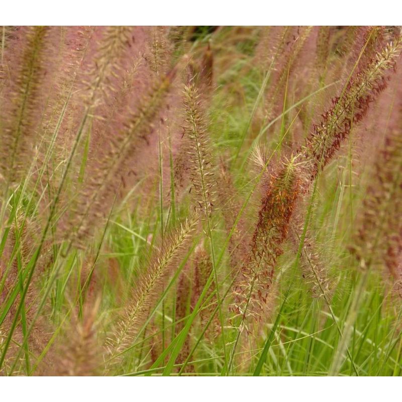 Pennisetum Hameln - biologisch