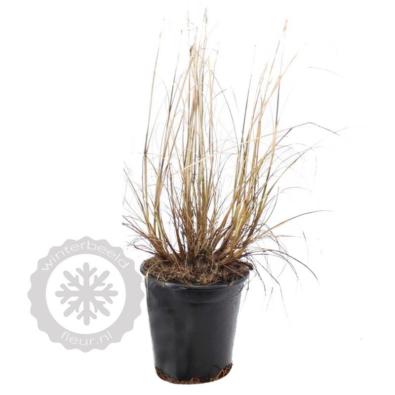 Pennisetum Hameln - biologisch