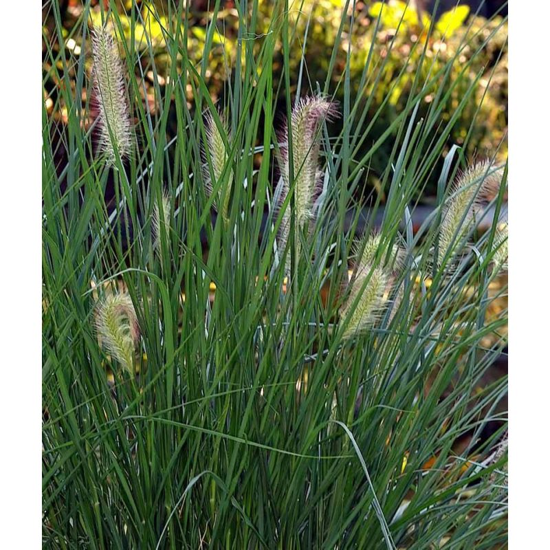 Pennisetum alopecuroides