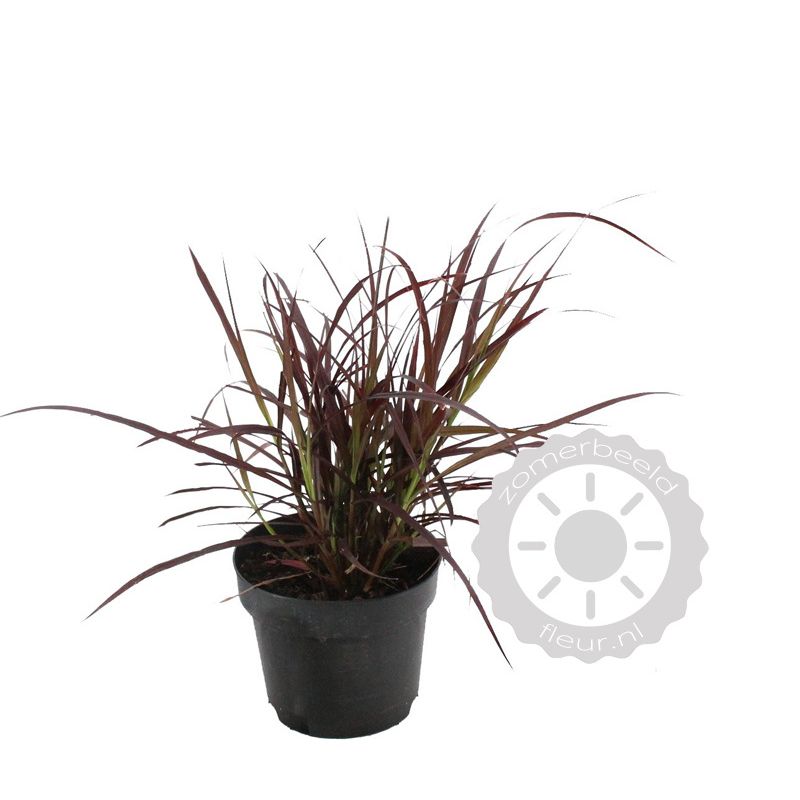 Pennisetum Rubrum 