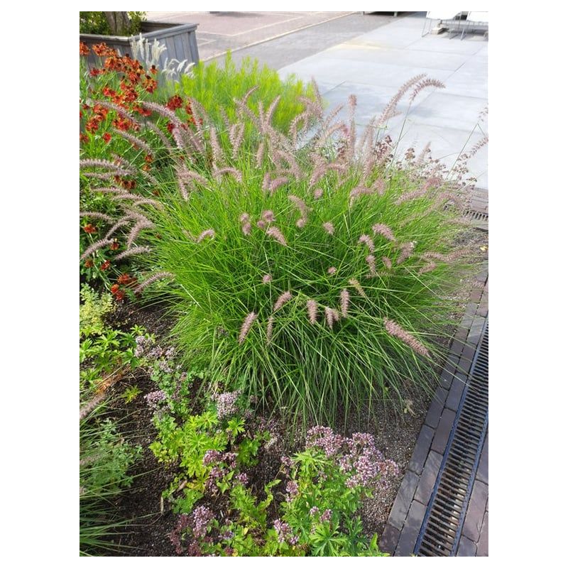Pennisetum Karley Rose 