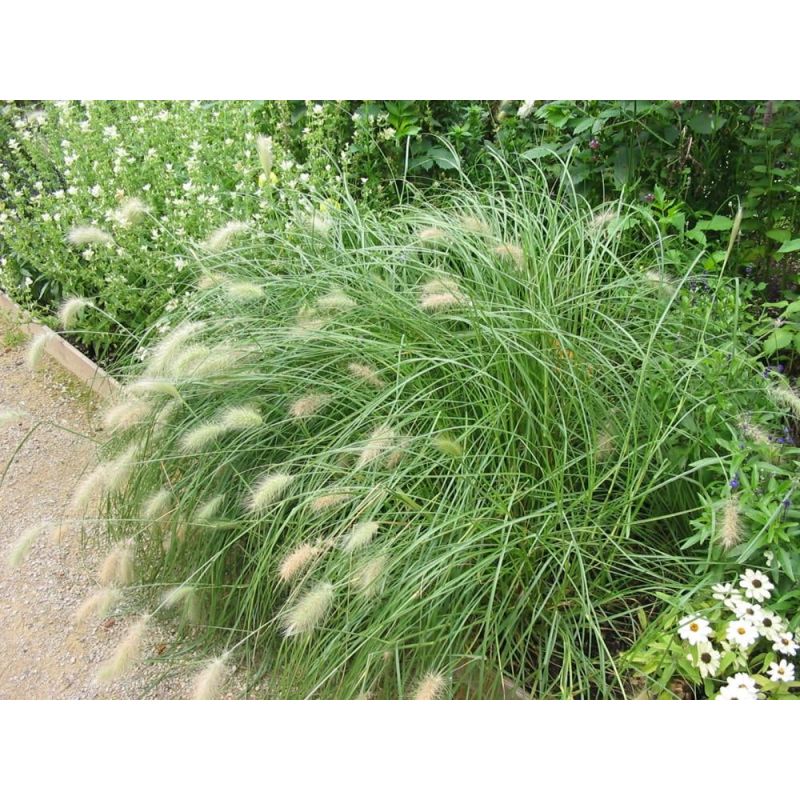 Pennisetum villosum