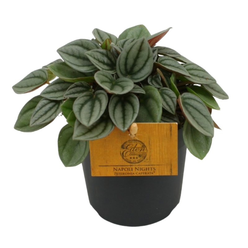 Peperomia Napoli Nights