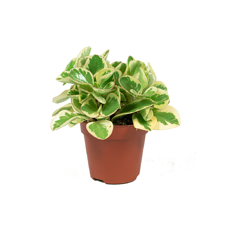 Peperomia Optipan Bicolor