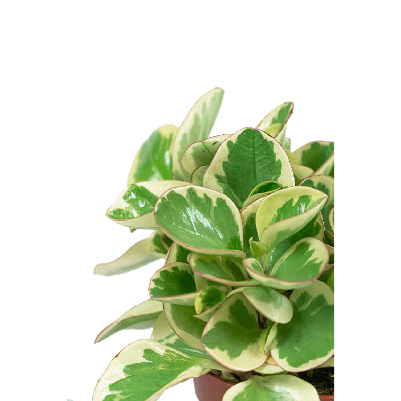 Peperomia Optipan Bicolor