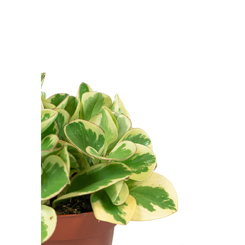 Peperomia Optipan Bicolor