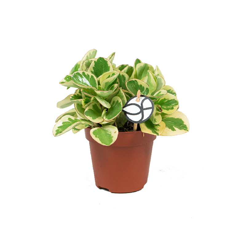Peperomia Optipan Bicolor
