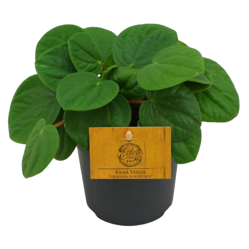 Peperomia Rana Verde