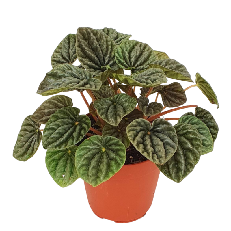 Peperomia Luna