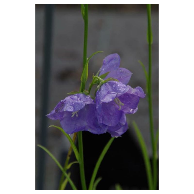 Campanula Coerulea