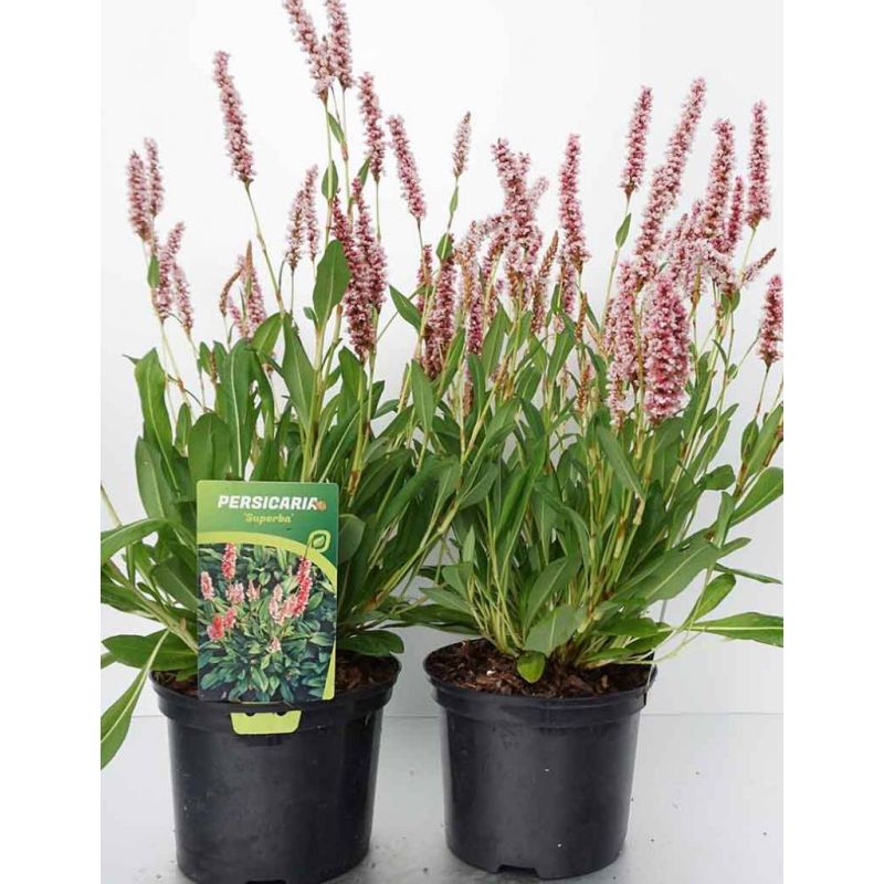 Persicaria affinis Superba 