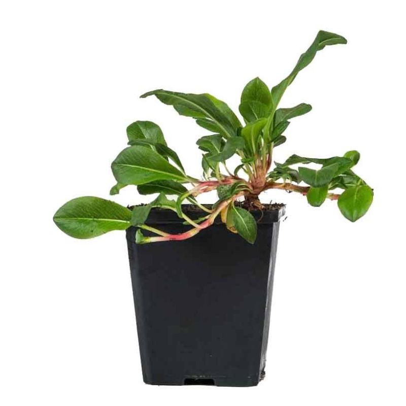 Persicaria affinis Superba 