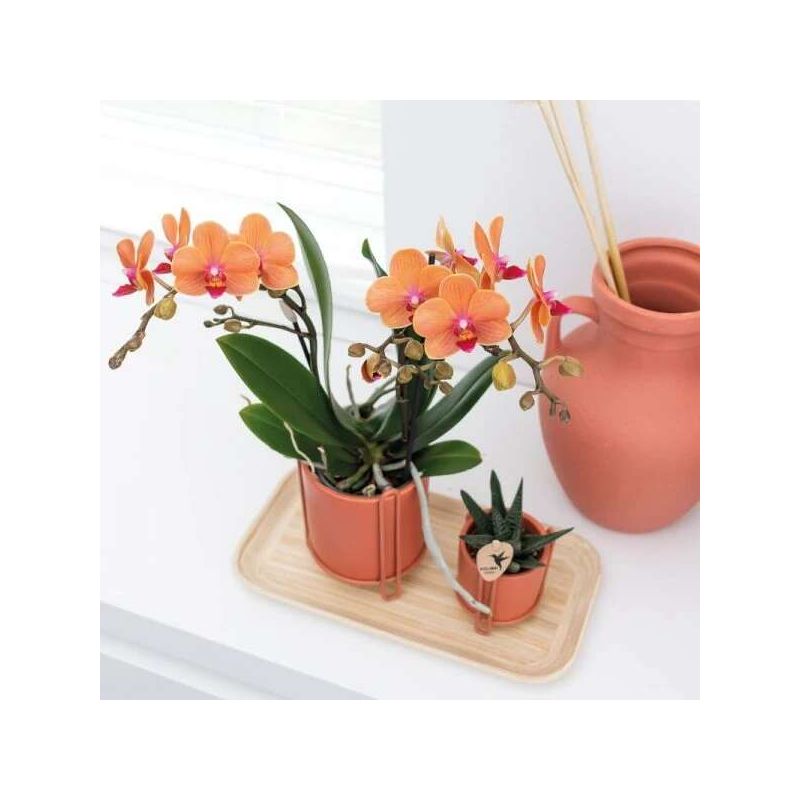 Phalaenopsis oranje