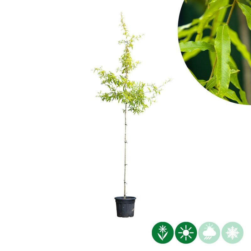 Quercus phellos