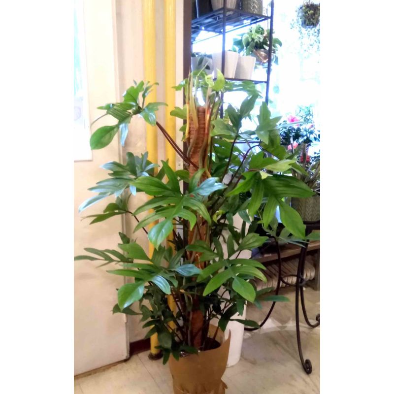 Philodendron squamiferum mosstok
