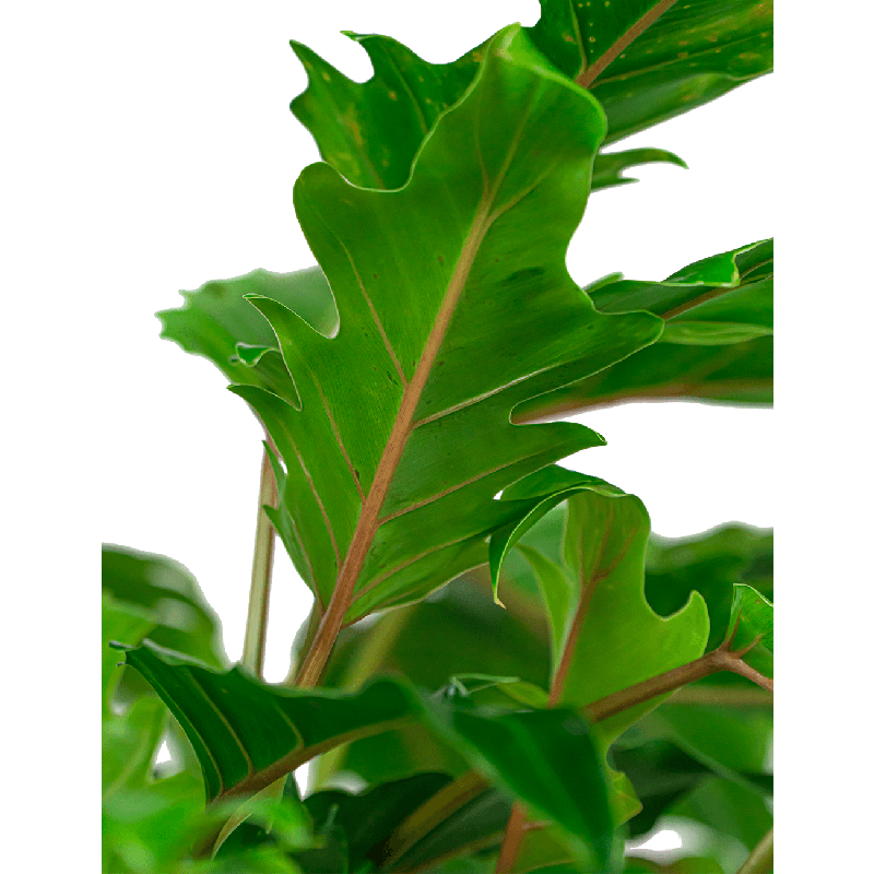 Philodendron Xanadu in Pure Soft hoog wit