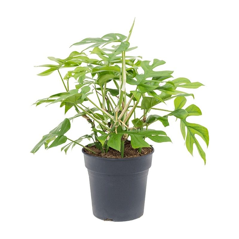 Monstera minima 