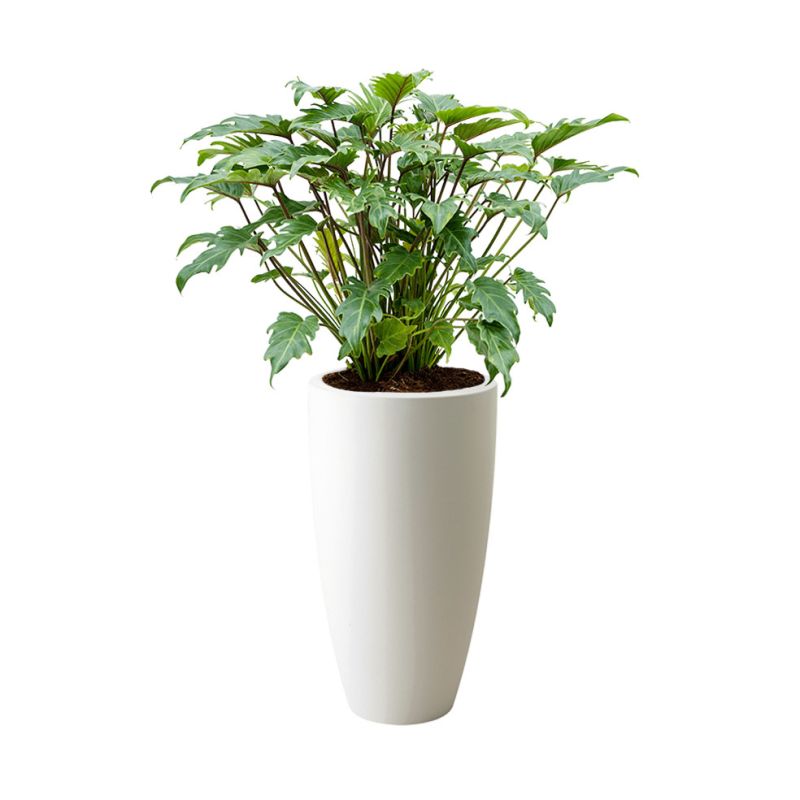 Philodendron Xanadu in Pure Soft hoog wit