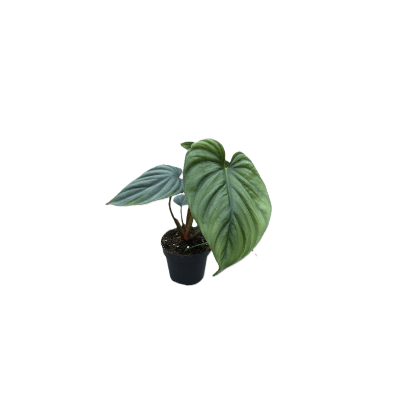 Philodendron Colombia